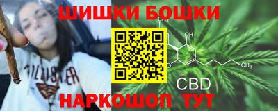 сатива Новозыбков